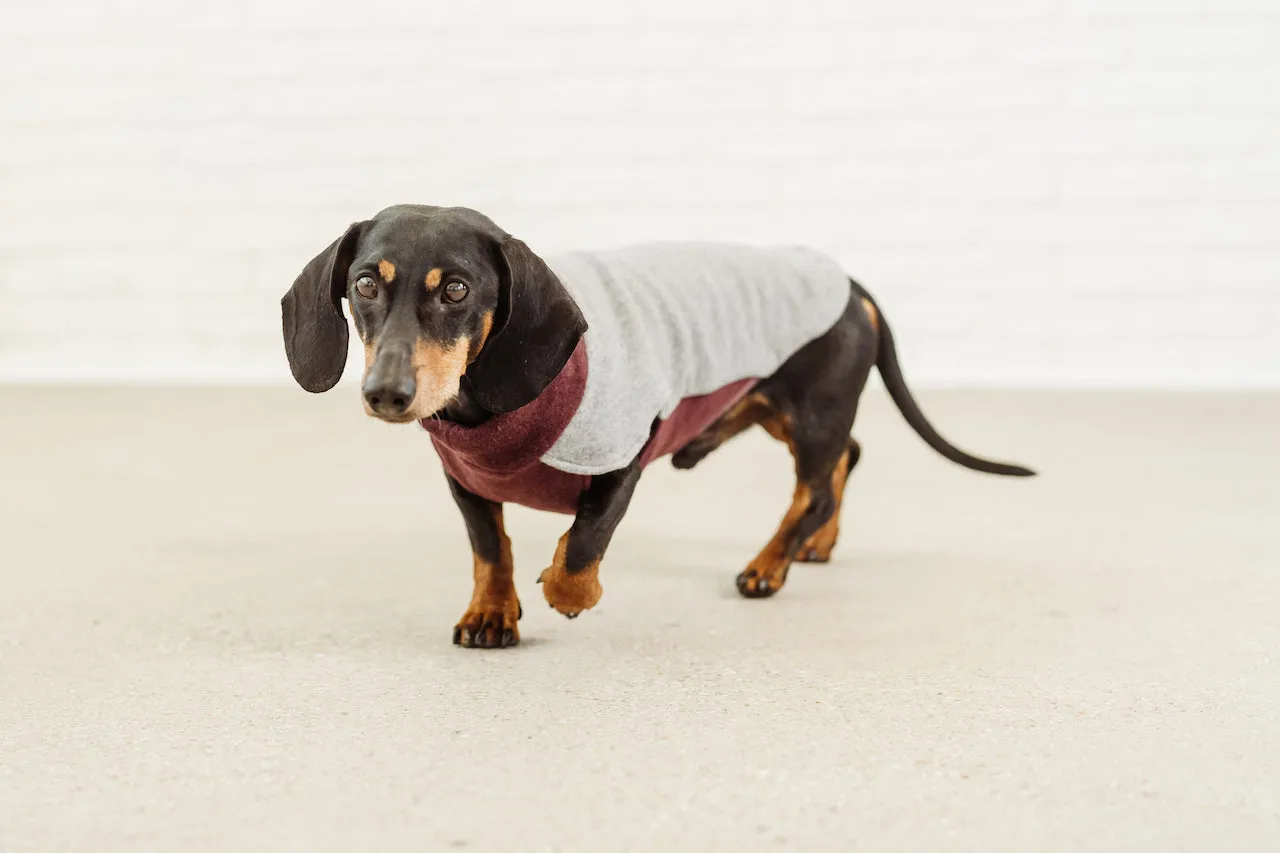 Dachshund Fleece Jumper Tina
