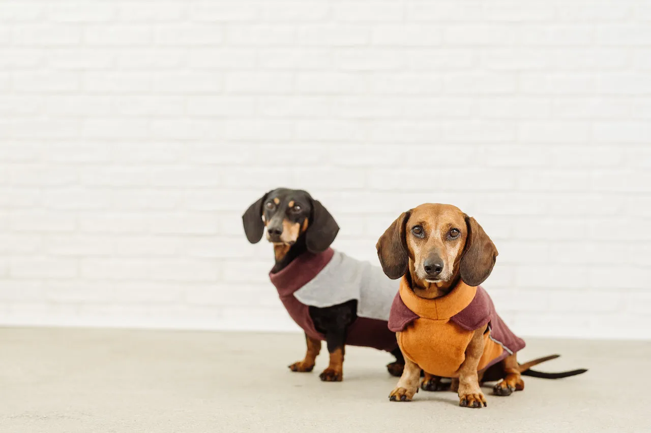 Dachshund Fleece Jumper Tina