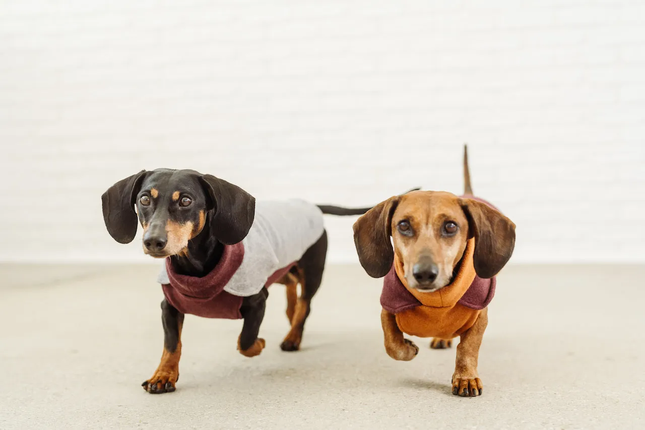Dachshund Fleece Jumper Tina